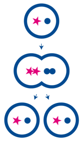 mitosis-carve-out