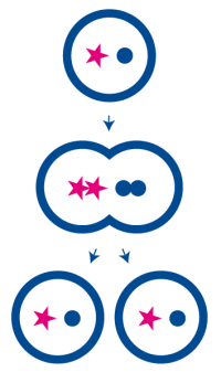 mitosis-carve-out